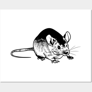 Rat Hand Drawn Posters and Art